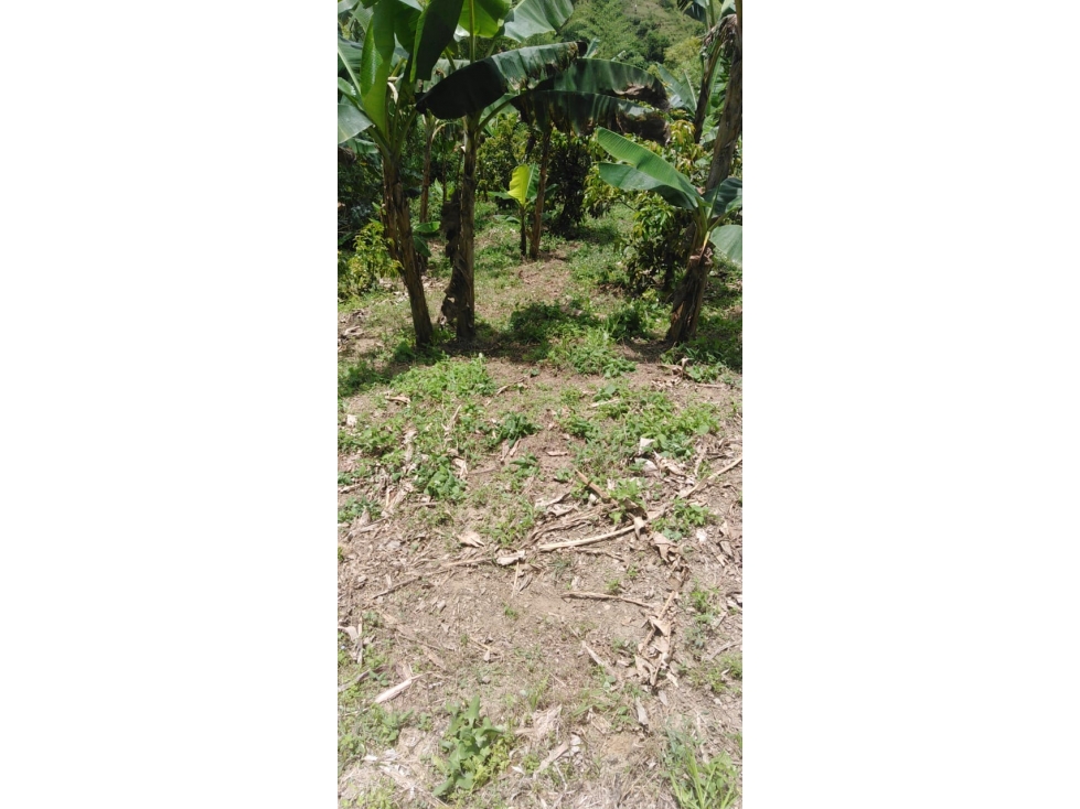 Se vende Finca Ansermanuevo Valle del Cauca - 4