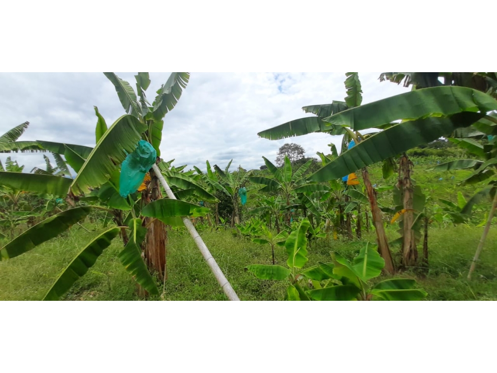 Se vende Finca Pueblo Tapao Quindío - 4