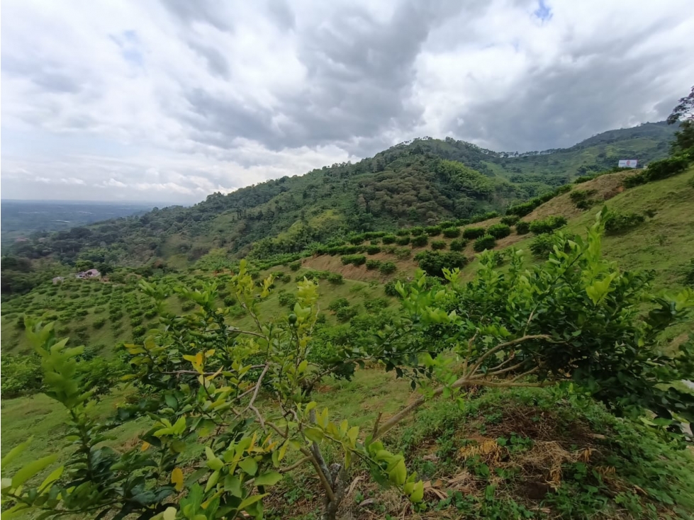 Se Vende Finca En Buenavista - Quindío - 1