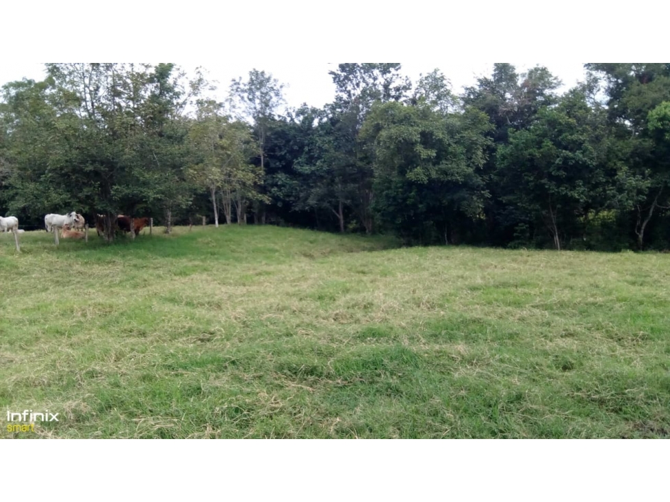Se vende Finca La Uribe Valle del Cauca - 4