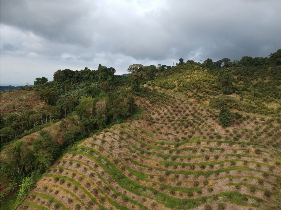 Se Vende Finca Caicedonia Valle del Cauca - 6