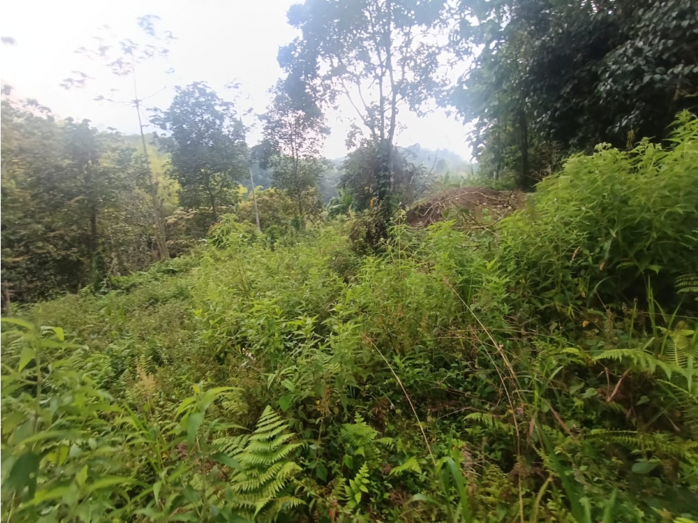 Se Vende Lote En Salento Quindío