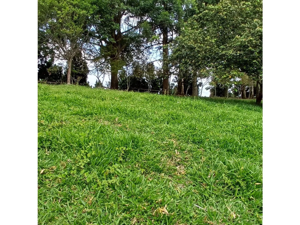 Se vende Lote S. Hojas Anchas Armenia Quindío — foto 4