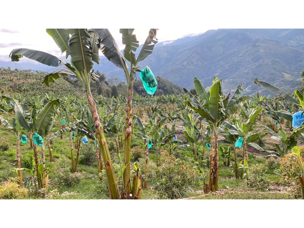 Se vende Finca Alban Valle del Cauca — foto 4