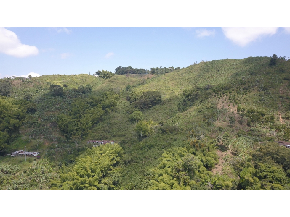 Se vende Finca En Caicedonia - Valle Del Cauca - 5