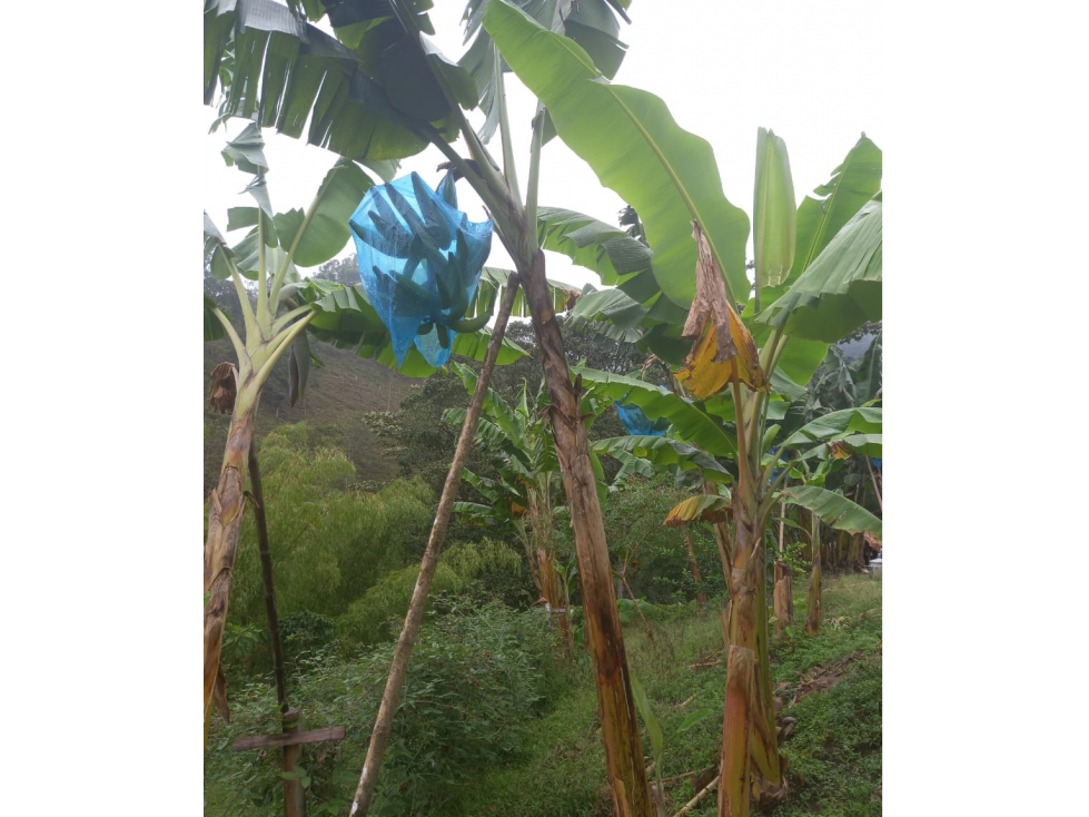 Se Vende Finca En Cordoba - Quindío - 5