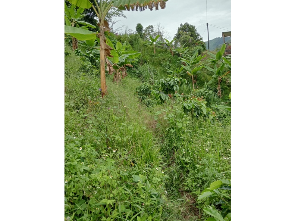 Se Vende Finca En Pijao Quindío - 4