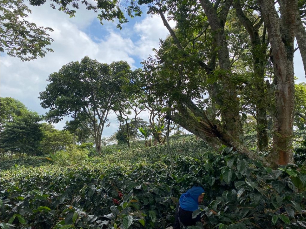 Se Vende Finca En Circasia - Quindío — foto 4