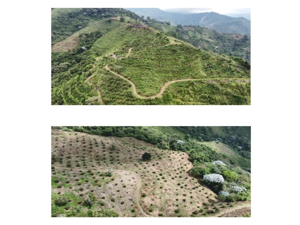Se Vende Finca En Genova - Quindío - 6