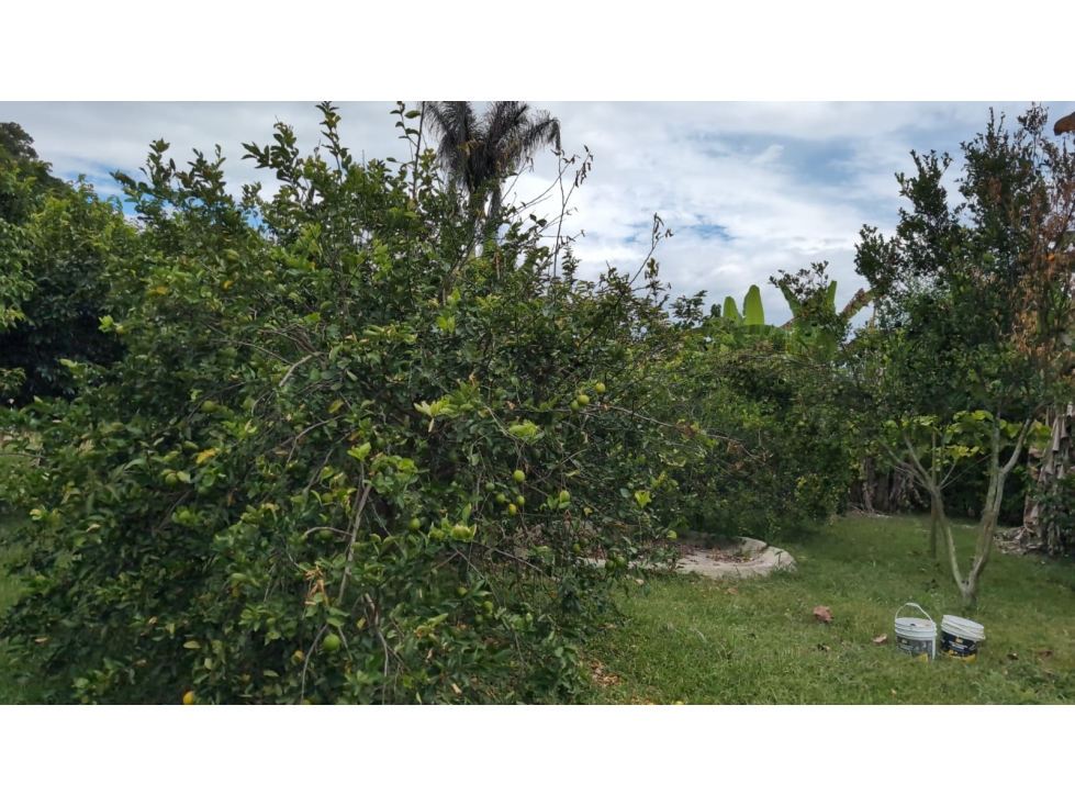 Se Vende Lote En Andalucia - Valle Del Cauca - 4