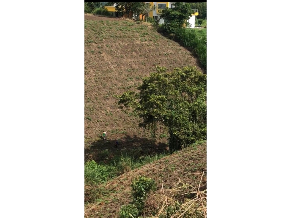 Se Vende Lote S. Panaca - Quimbaya - 6
