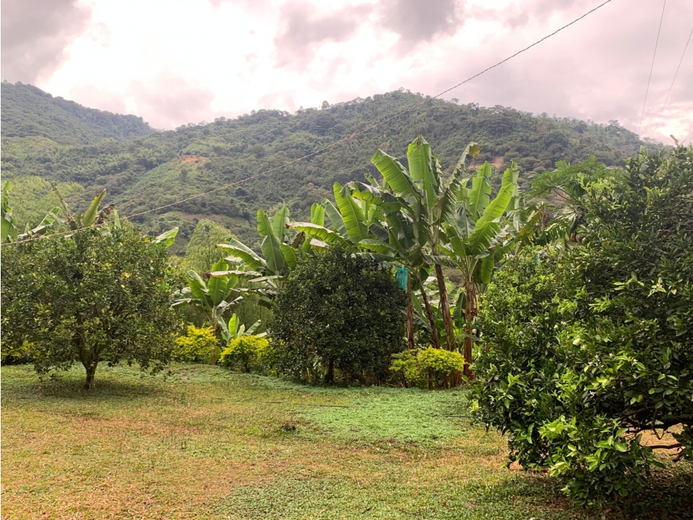 Se Vende Finca En Caicedonia - Valle Del Cauca - 5