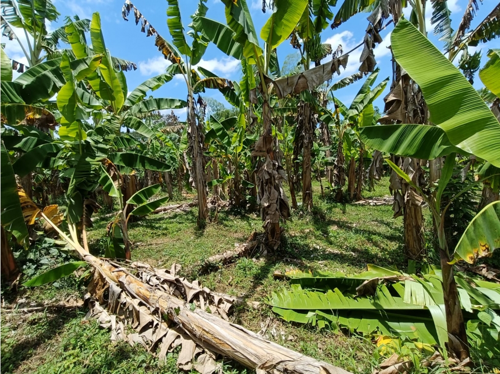 Se Vende Lote En Montenegro - Quindío — foto 5