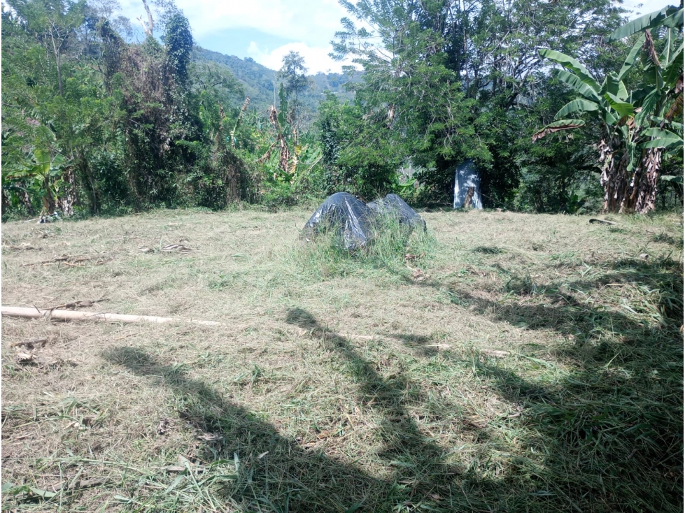 Se Vende Finca En la Celia - Risaralda - 4