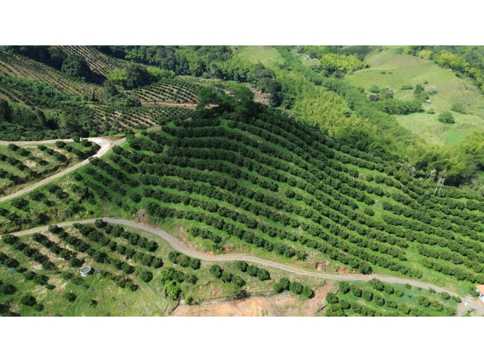 Se Vende Finca En Cítricos Vía Río Verde - Barragán - Quindío - 4