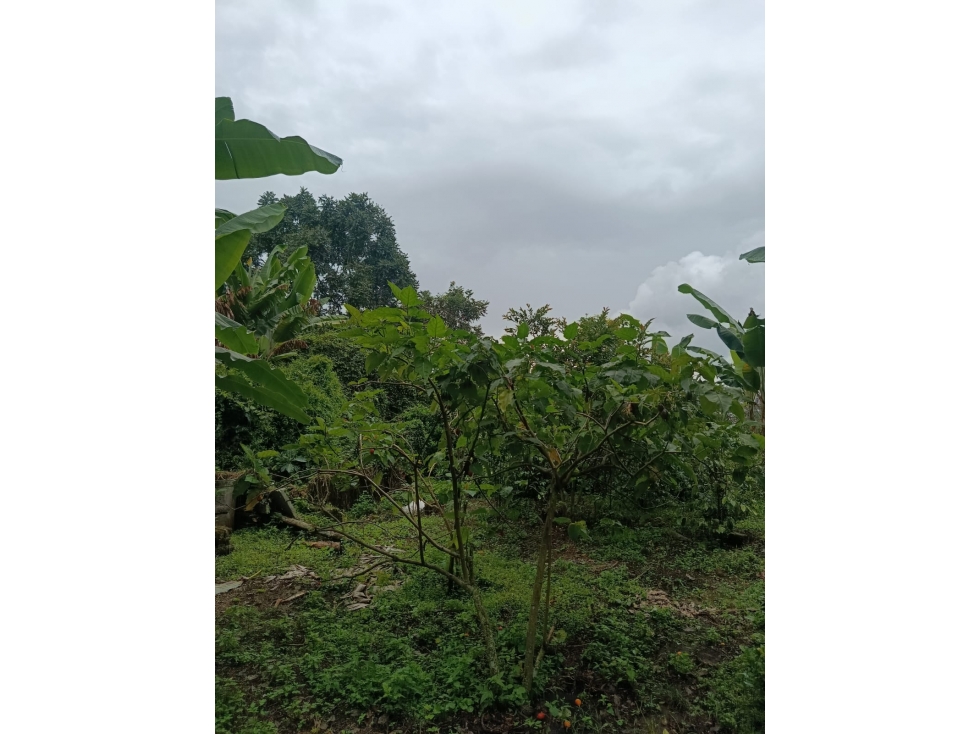 Se Vende Finca En Calarcá - Quindío - 6
