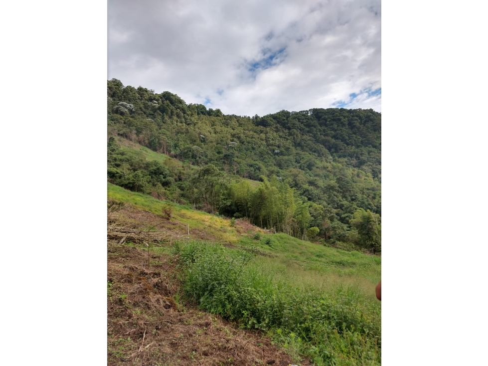 Se Vende Finca En Sevilla Valle del Cauca - 4