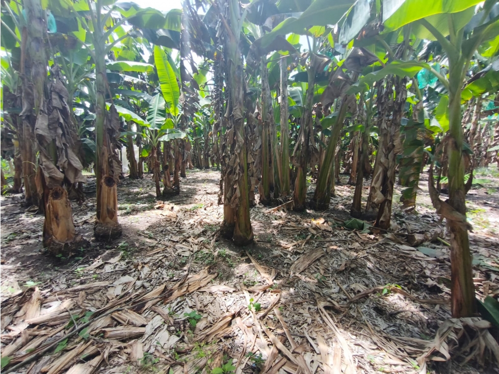 Se Vende Finca Ubicada en Armenia - Quindío. — foto 4