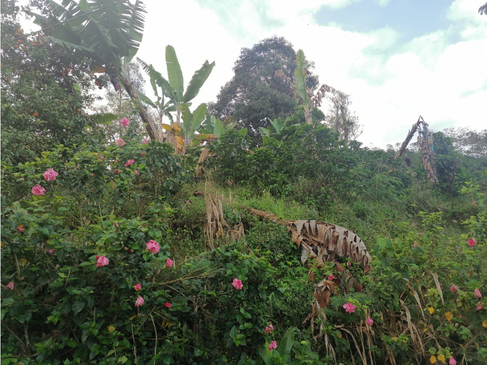 Se Vende Finca en Cordoba - Quindío. — foto 6
