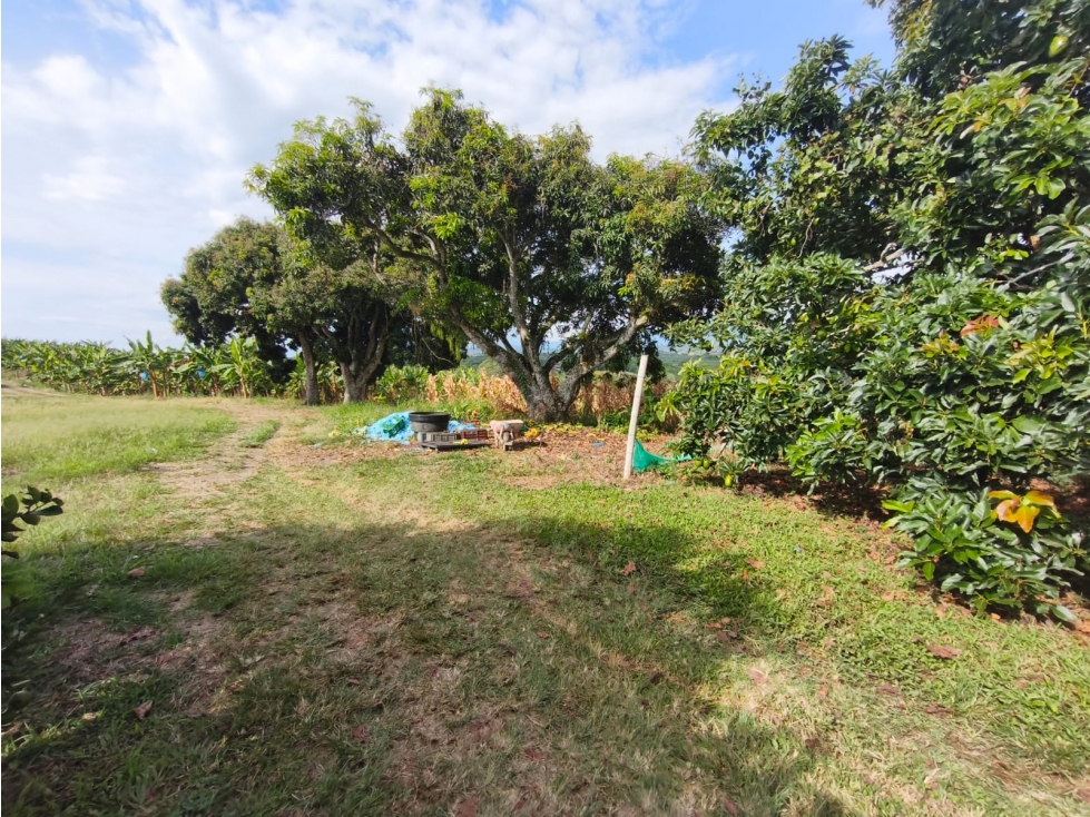 Se Vende Finca en Quimbaya - Quindío. - 4