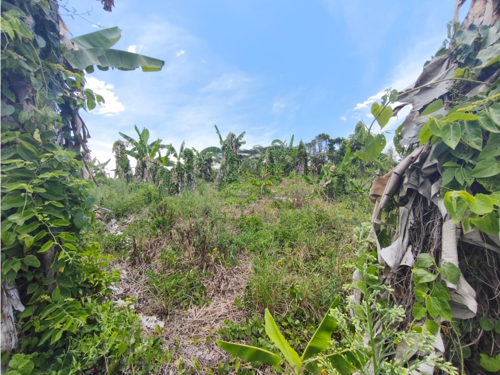 Se Vende Finca ubicada en la Via Pueblo Tapao - La Tebaida - Quindío. - 4