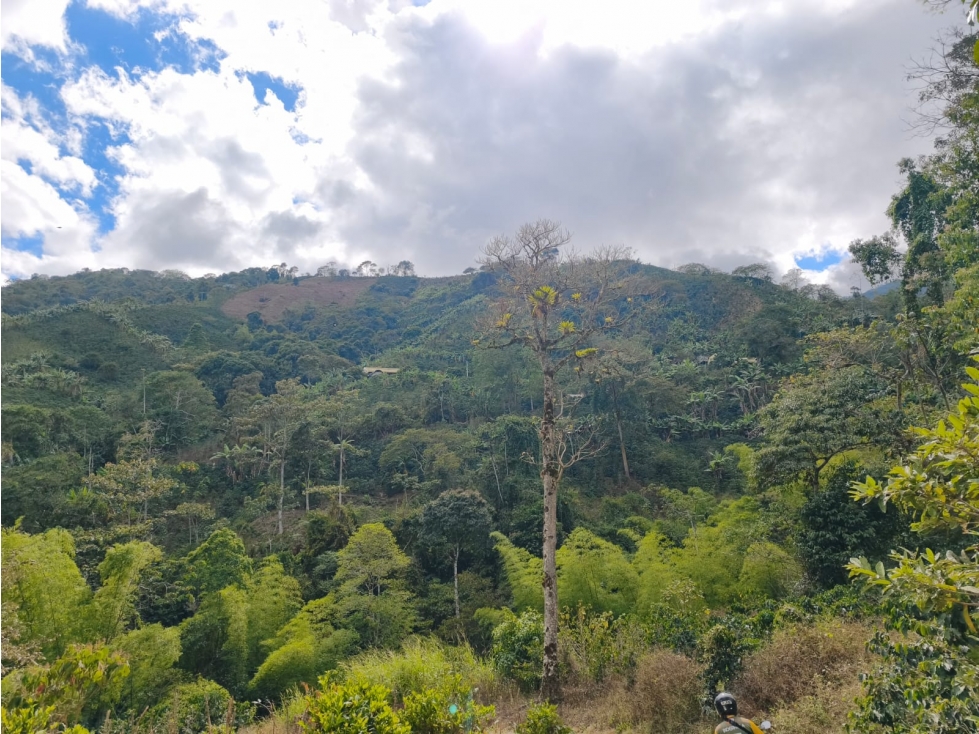 Se Vende Finca Ubicada en Genova - Quindío. - 4