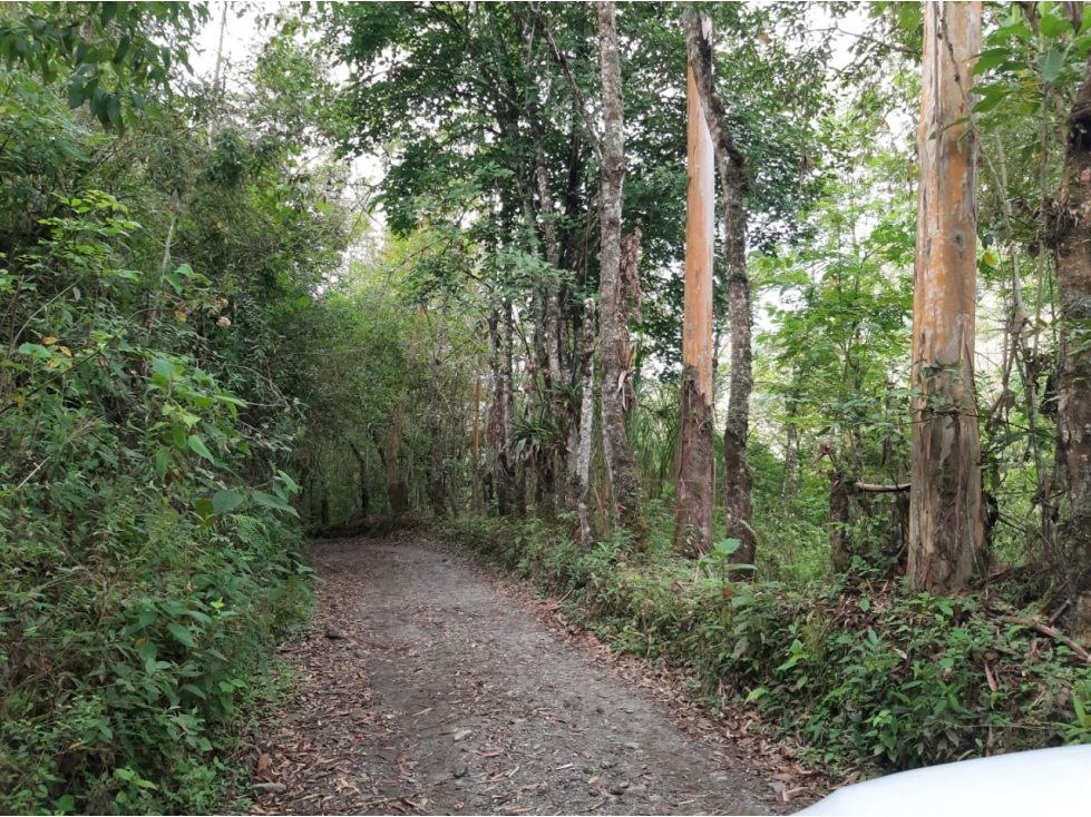 Se Vende Finca De 28 Cuadras En Salento - 4
