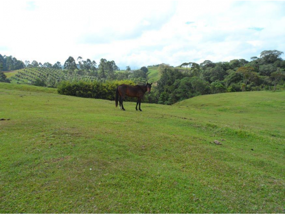 Se vende Finca en El Congal Circasia - Quindío — foto 4