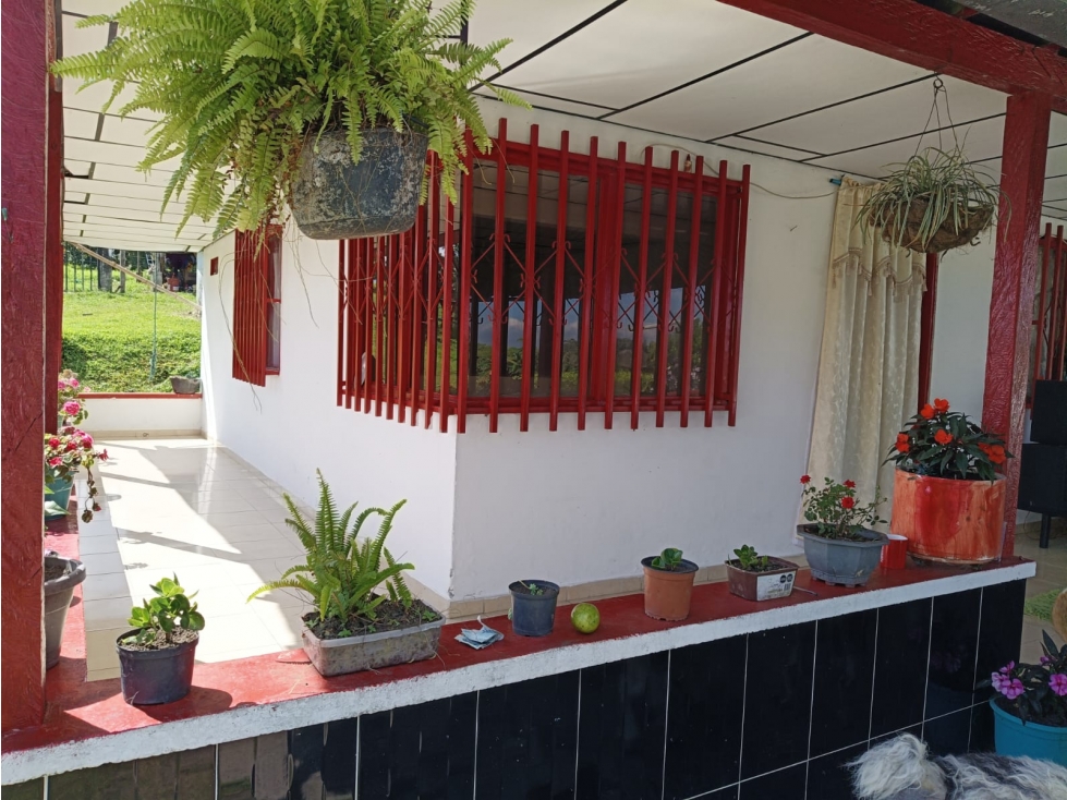 Se vende Finca S. La Cristalina Circasia Quindío — foto 4