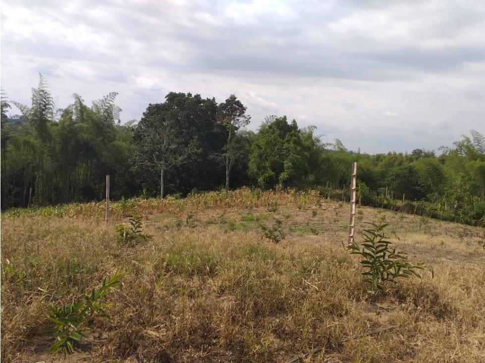 Se vende Lotes en La Tebaida Quindío - 2