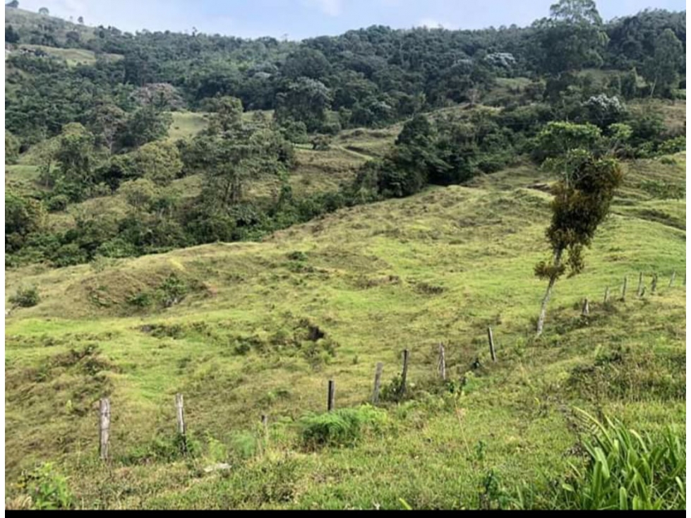 Se Vende Finca Ubicada en Génova - Quindío - 5