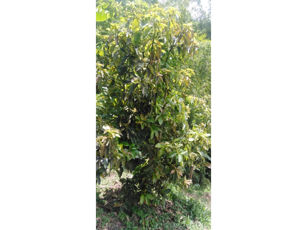 Se vende Finca Ansermanuevo Valle del Cauca - 5