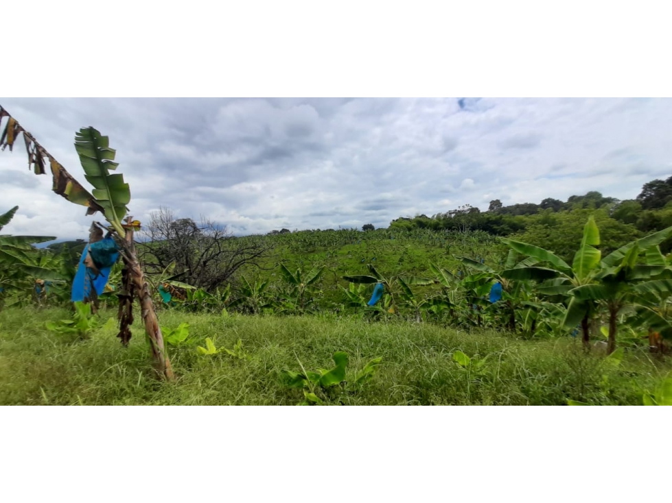 Se vende Finca Pueblo Tapao Quindío - 5