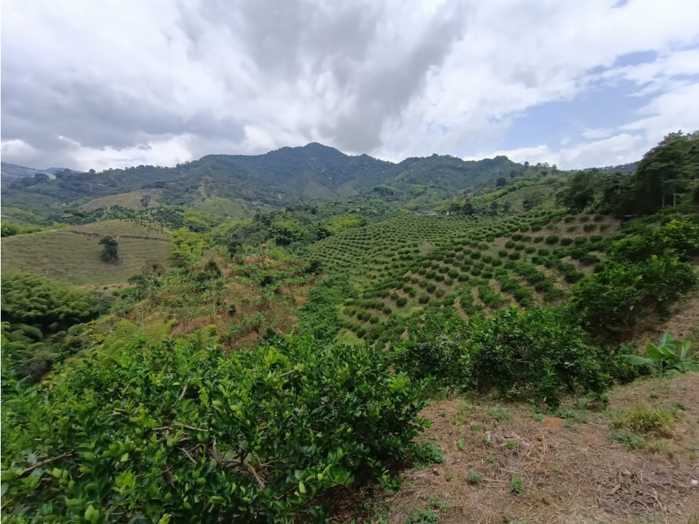 Se Vende Finca En Buenavista - Quindío - 2