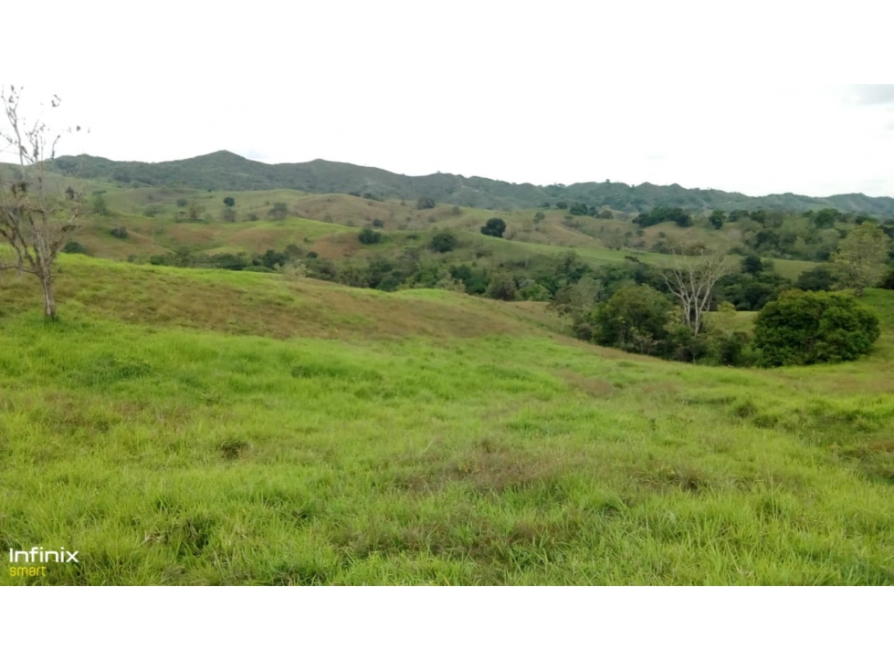 Se vende Finca La Uribe Valle del Cauca - 5