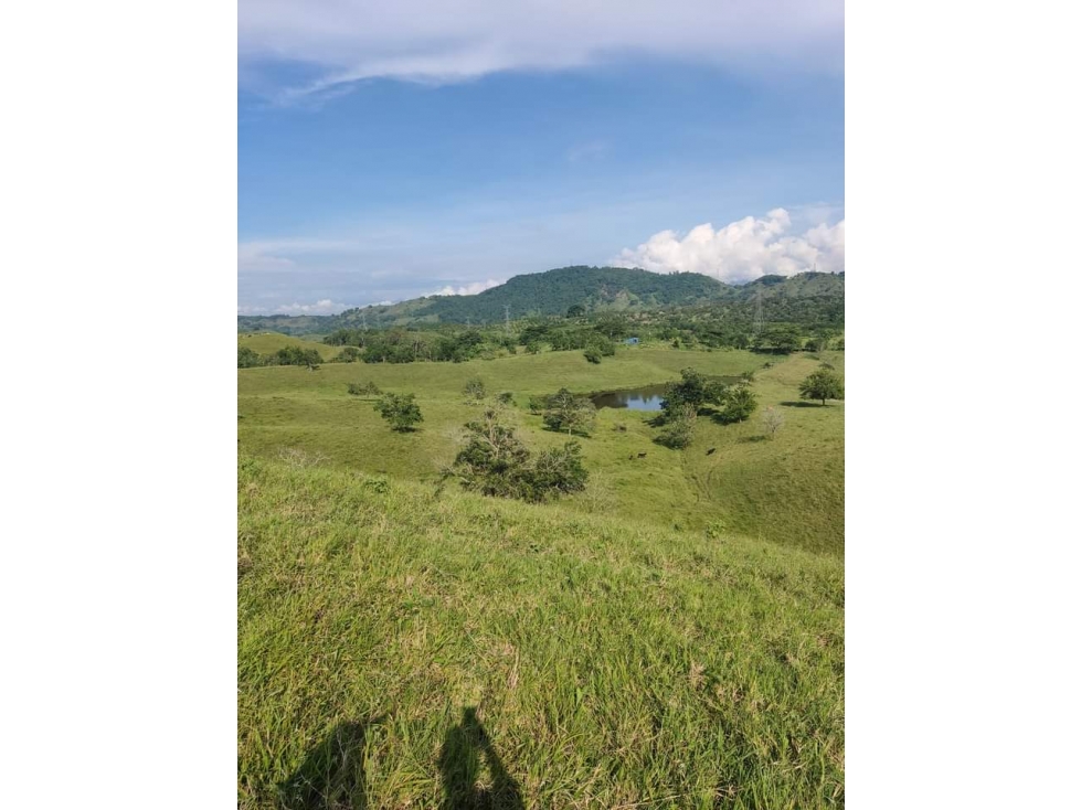 Se Vende Finca En Cerritos - Risaralda — foto 5