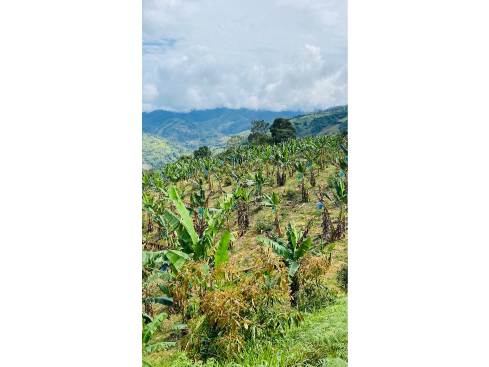 Se vende Finca Alban Valle del Cauca — foto 5