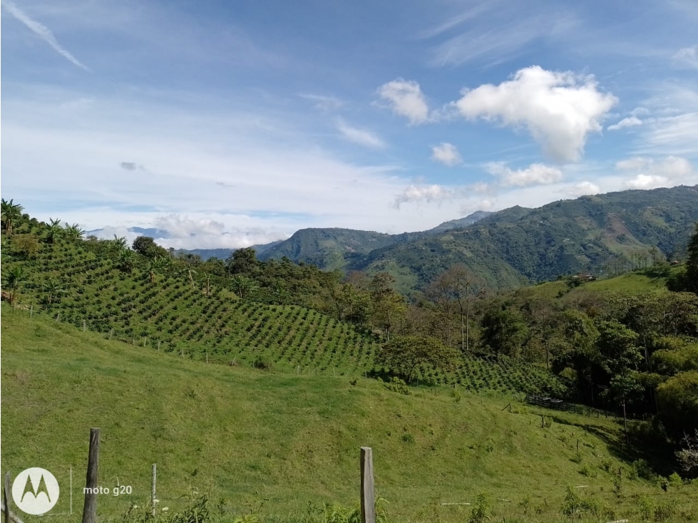 Se Vende Finca Con Dos Casas, Salamina, Caldas. - 2
