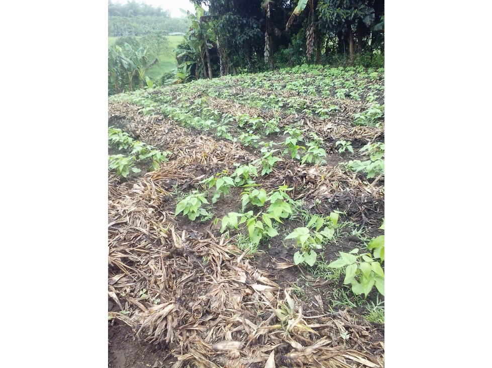 Se Vende Lote Armenia Vía Pueblo Tapao - 4