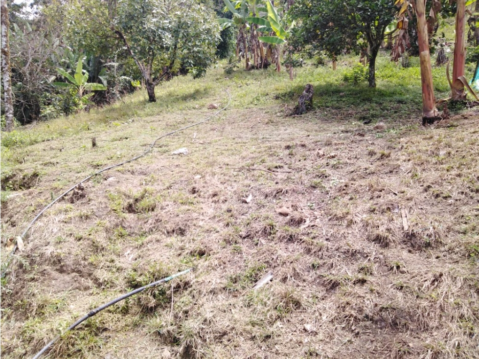 Se Vende Finca En Pijao Quindío - 5