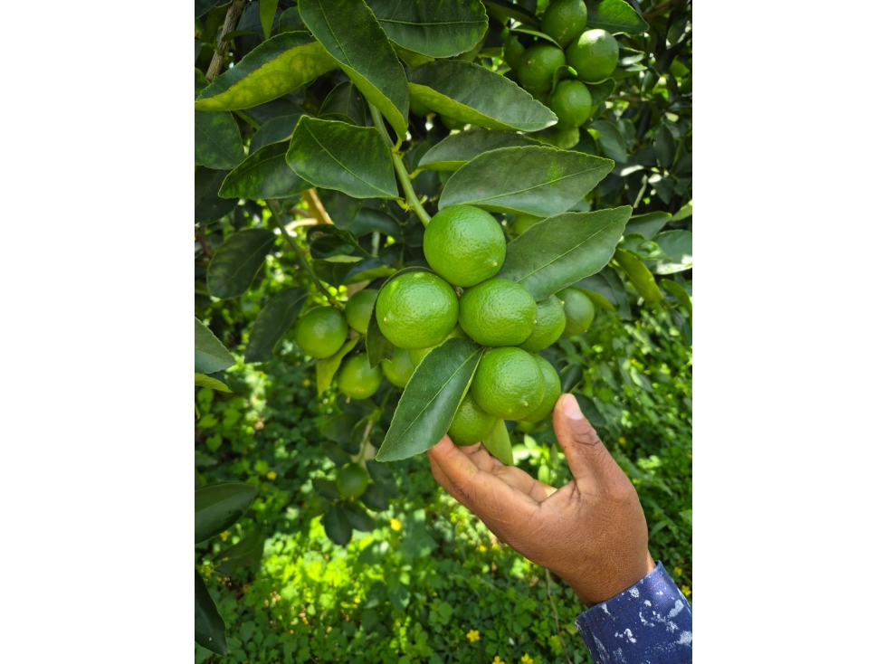 Se Vende Finca En Valle Del Cauca - 5