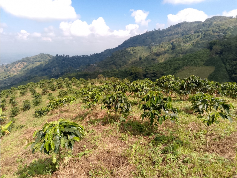 Se Vende Finca En Pijao Quindío - 1