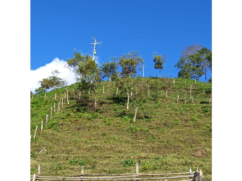 Se Vende Finca En Cordoba - Quindío - 3