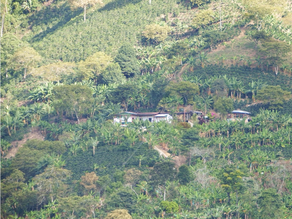 Se Vende Finca En Pijao - 1