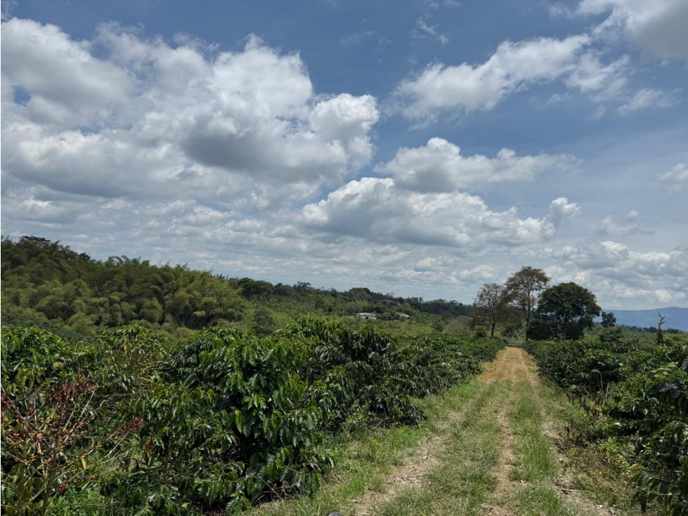 Se Vende Finca En Alcala - Valle Del Cauca - 2