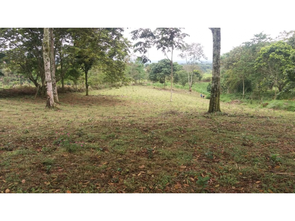 Se Vende Finca En Circasia - Quindío — foto 5