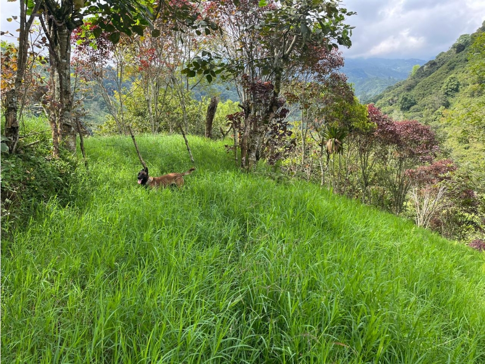 Se Vende Lote En Salento - Quindío - 6