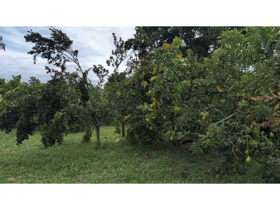 Se Vende Lote En Andalucia - Valle Del Cauca - 5