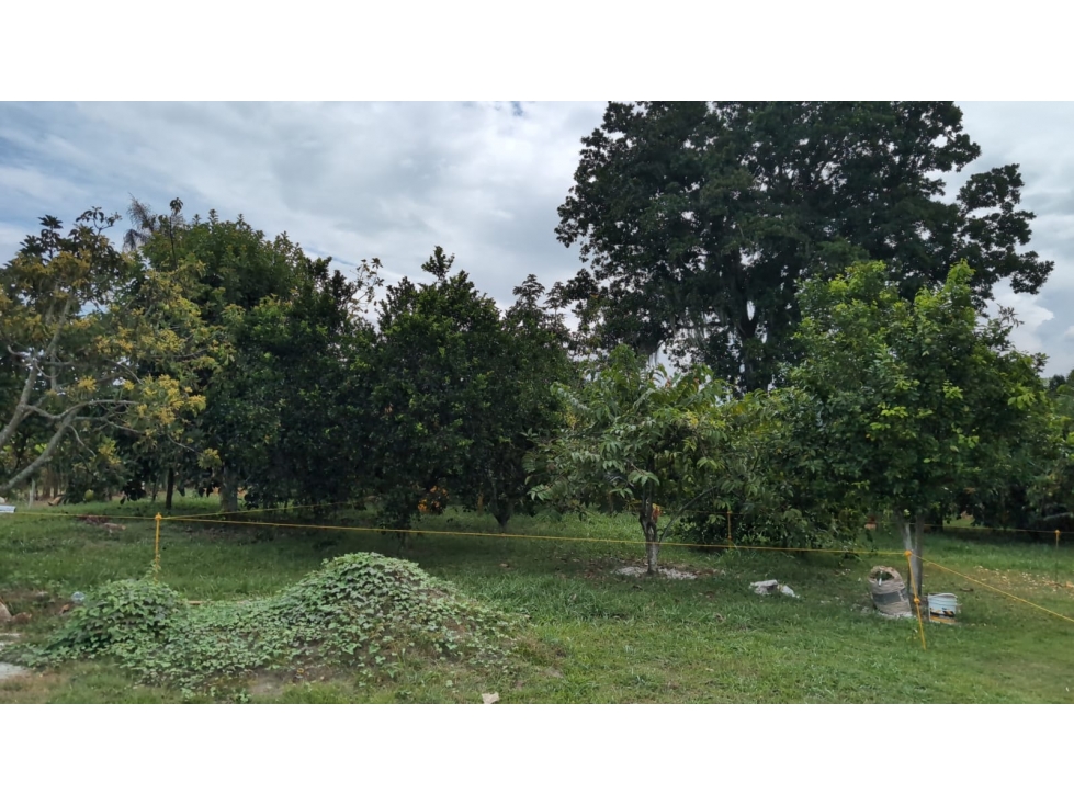 Se Vende Lote En Andalucia - Valle Del Cauca - 5