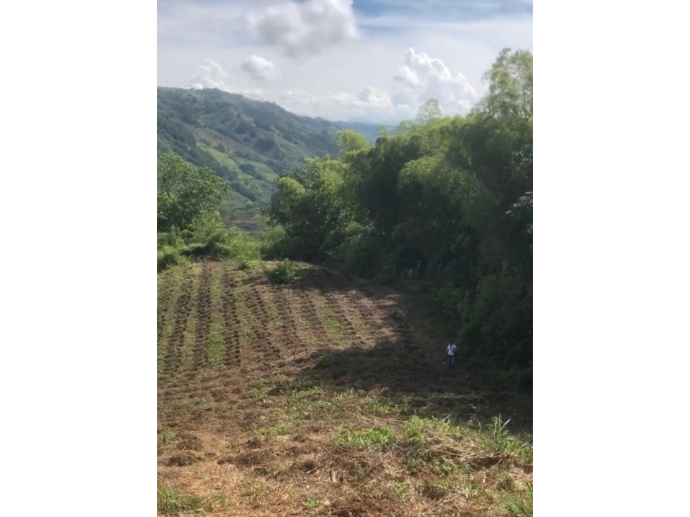 Se Vende Lote S. Panaca - Quimbaya - 3
